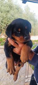 Cuccioli di rottweiler