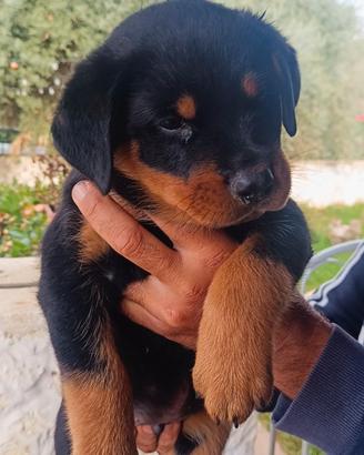 Cuccioli di rottweiler