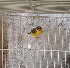 Mozambico maschio 2025