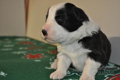 Cuccioli Border Collie con Pedigree Enci