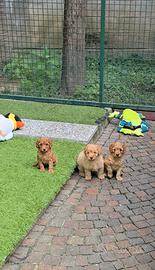 Barboncino maschi & femmine