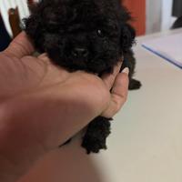 Barboncini mini toy neri