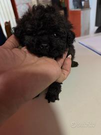 Barboncini mini toy neri