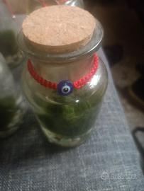 Vasetto di vetro con ALGA MARIMO