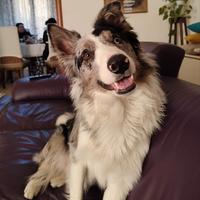 Border collie blu merle per monta