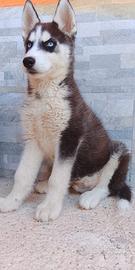 Siberian Husky