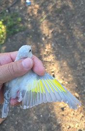 Cardellini mayor 2025