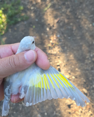 Cardellini mayor 2025