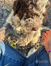 Lagotto femmina