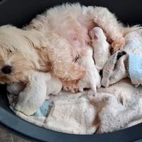 Maltese taglia piccola