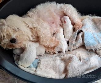 Maltese taglia piccola