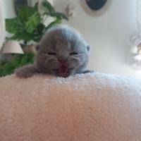 Cucciola british shorthair blu