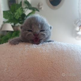 Cucciola british shorthair blu