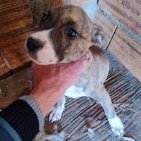 Cucciole pitbull