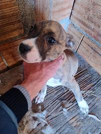 Cucciole pitbull