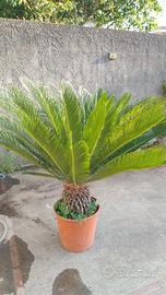 Cycas in vaso