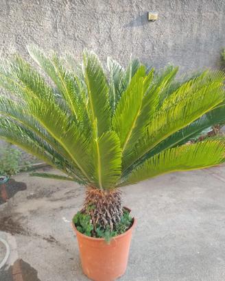 Cycas in vaso