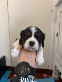 Meravigliosa cucciolata di Cavalier king Charles