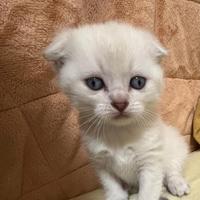 Gatto di razza