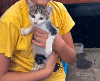 Gatto femmina
