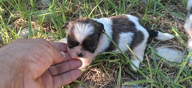 Cuccioli di Shih Tzu da salottino di due mesi