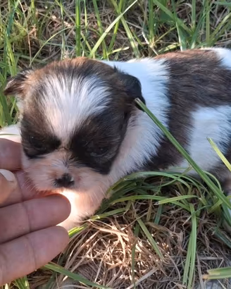 Cuccioli di Shih Tzu da salottino di due mesi