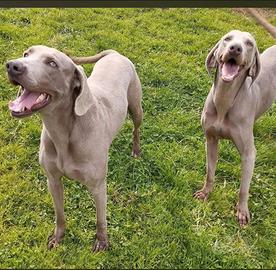 Weimaraner