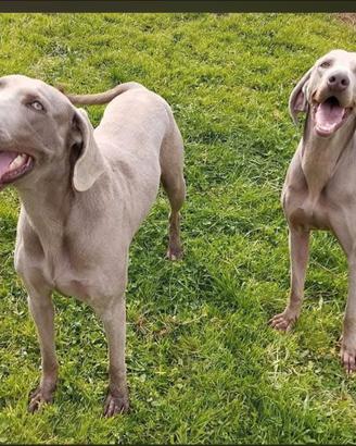 Weimaraner