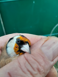 Cardellino