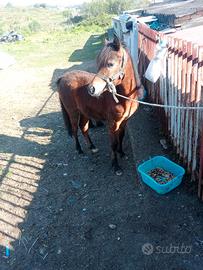 Superpony eta 1 anno