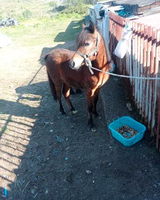 Superpony eta 1 anno