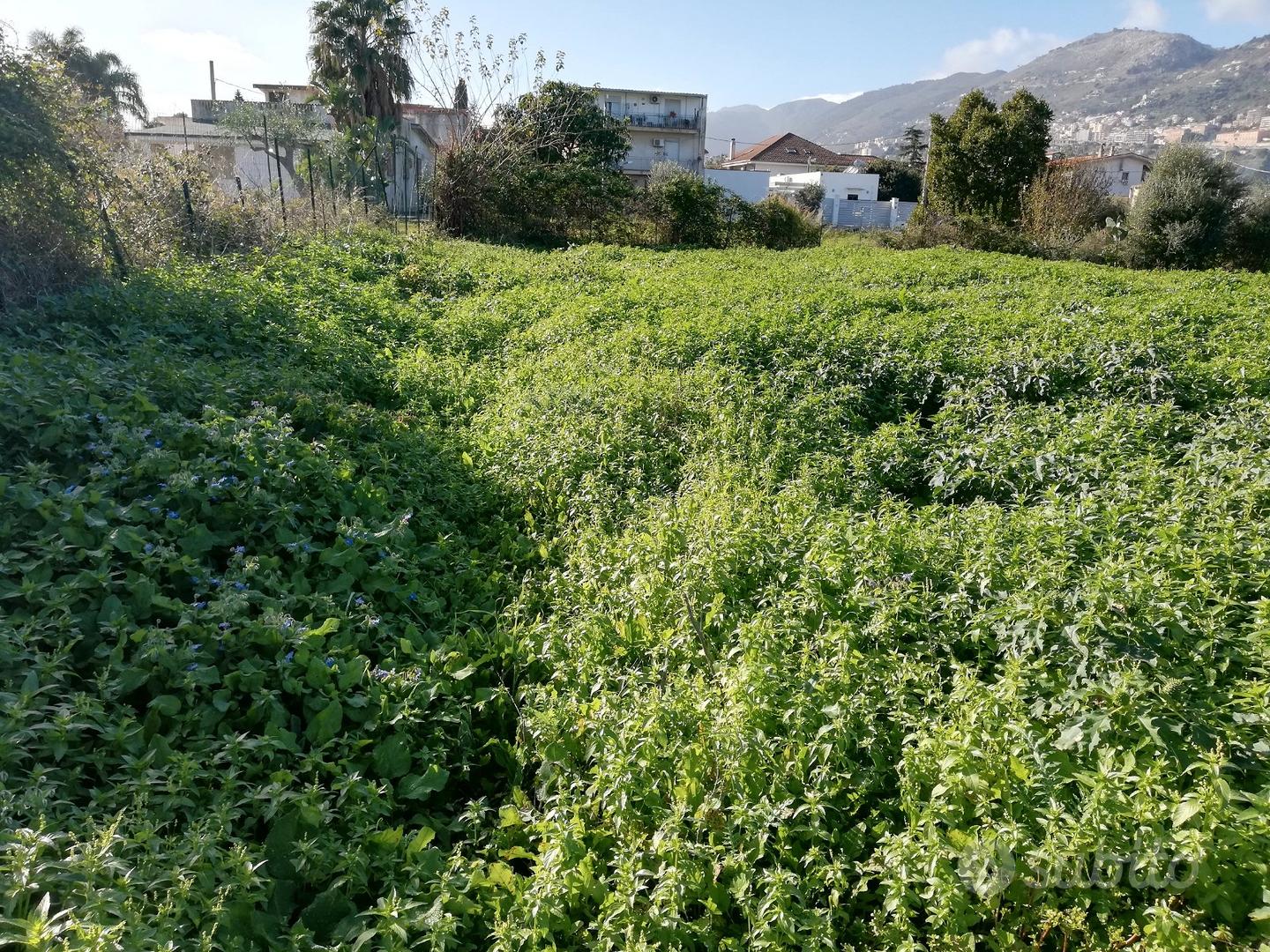 Terreno agricolo - Zona Via Santicelli - Vista 6