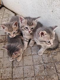 Cuccioli di gatto grigi