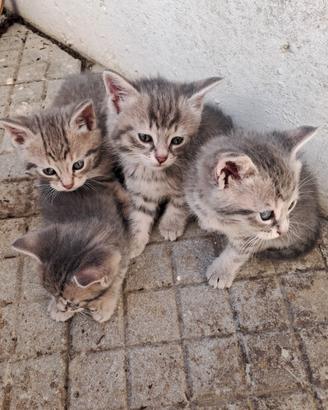 Cuccioli di gatto grigi