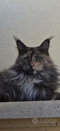 Maine Coon