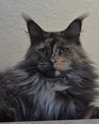 Maine Coon