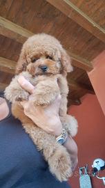 Cuccioli di barboncino