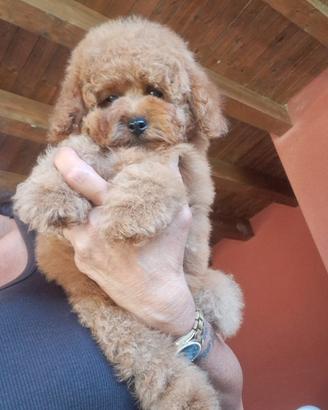 Cuccioli di barboncino