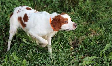 Breton pronta caccia