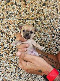 Chihuahua mini toy
