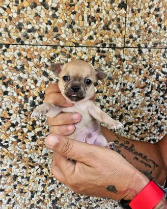 Chihuahua mini toy