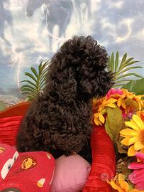 Femminuccia Taglia Toy Barboncino Colore Nero