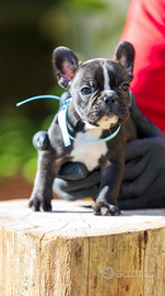 Bulldog francese