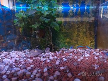 acquario 60 litri