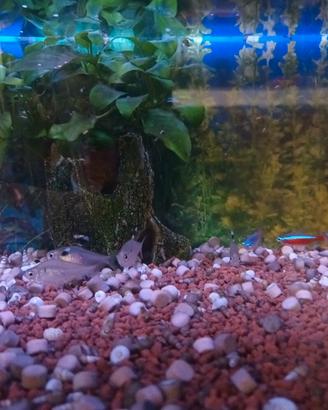 acquario 60 litri