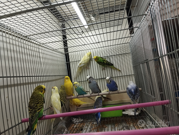 Pappagallini cocorite