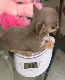 Chihuahua XXS MINI