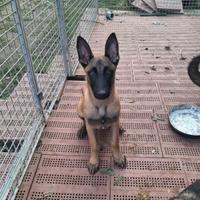 Cucciolo pastore Belga Malinois