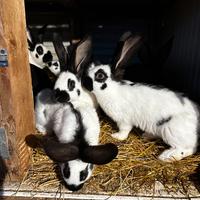 Conigli fiandre e papillon