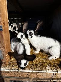 Conigli fiandre e papillon